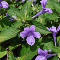 Barleria cristata L.